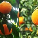 나영농장 이미지