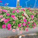 대성여자고등학교 체육관 이미지