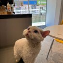 힐링페츠동물병원 이미지