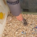 강릉 쌍둥이 동물농장 이미지