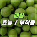 사진첩＞ 매실 효능/ 부작용 이미지