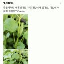 씨오이글라스