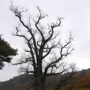 만추의 양평 용문사 그리고 용문산 착시그림과 벽화. 이미지