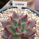 원앙슈퍼 이미지