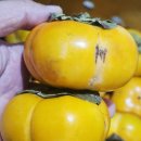 믿음 | 강진 단감 언박싱·삼인팜 후기 : 초록믿음