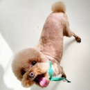 하이 멍뭉아 이미지