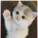 고양이 분양 제나캣 울산점 이미지