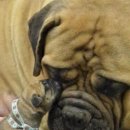 강아지에 빠지다 이미지