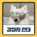 와일드동물병원 | 강아지 눈 찜질팩 팥안대, 동물병원 안대 백내장 관리용 사용후기
