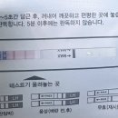 배란테스트기 볼 줄 아는 사람 ㅠ 이미지