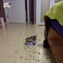 탄넨바움 | 호강하는 정코리 / 웰니스 사료 후기 / 탄넨바움목공소 애견식기 / 애견식기 추천