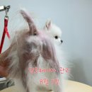 효효그루밍 이미지