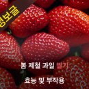 봄 제철 과일 딸기 효능및 부작용 이미지