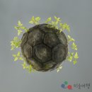 [환경을 생각하는 전시]김정대: &#34;누가 그들을 이렇게 경이롭게 했는가&#34; 이미지