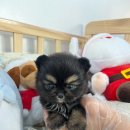 드림독 강아지분양 안심분양센터 김포점 이미지