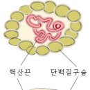 메르스 방역에 알코올계 살균소독제의 효과는... 이미지