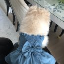 강아지 뷰티 이미지