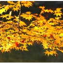 대한항공정우회 이미지