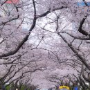 남천동 삼익비치아파트 216동 옆 | 부산 광안리 삼익비치 벚꽃! 이번주, 다음주 꼭 가야 하는 이유! ft. 벚꽃터널 포토존 (3월31일 실시간)