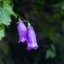 금강초롱 이미지