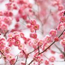 평화2차아파트야외운동기구 | 수도권 매화 명소