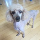 개털깎는여자 이미지