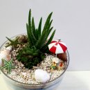 미니정원(테라리움) 이미지