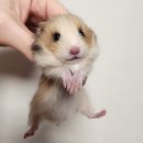 골든햄스터분양 탬펫 강남점 이미지