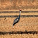 군무 2022-1 이미지