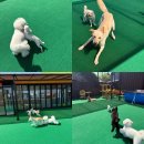 놀러오개 불로점 이미지