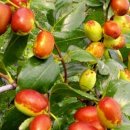 대추원천 이미지