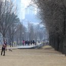 대흥 은행나무길 이미지