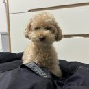 개심 | 월요일 연차 후기 : 화요병이 개심해짐