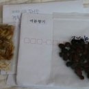 꼬사랑 Daum카페
