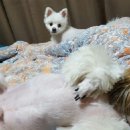 푸른펫살롱 이미지