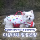 마당바위로 | 양주 장흥 마당바위 장흥본점 후기🐾 강아지 계곡 물놀이, 식사까지 한 번에!