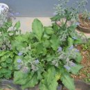 보라지(Borage)의 효능 이미지