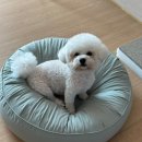 예쁜강쥐 | 2026년 2월 강쥐맘의 밀린 일상 기록