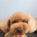 플러스 애견미용실 이미지