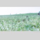 메밀꽃 필 무렵 이미지