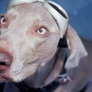 명동물병원 이미지