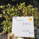 제주축산업협동조합 동물병원 | 제주 서귀포에 있는 가성비 최고 애견펜션 아름다운호야네 101호 후기
