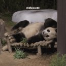 백수같은 후이아부지🐼 러바오💙ㅋㅋㅋㅋㅋ 이미지