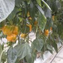 청지기농장 이미지