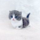 고양이분양 제나캣 화명점 이미지