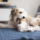 행복한 강아지 이미지