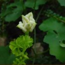 하늘타리 이미지