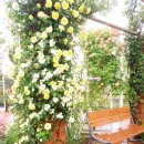 기차마을 장미공원 이미지