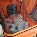 초량애견 | [부산 해운대] 쫄깃탱글 밀면 맛집 초량밀면 : 애견동반후기