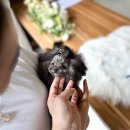 토이켄넬(Toy kennel) | 🎈POODLE 'MINKY' BLANCDE_KENNEL🎈수원 용인 프리미엄 강아지켄넬에서 소개하는 실버푸들 강아지분양중인...